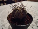 Goat's Horn Cactus Astrophytum Capricorne Mexico Green. Uploaded by Mike-Bell